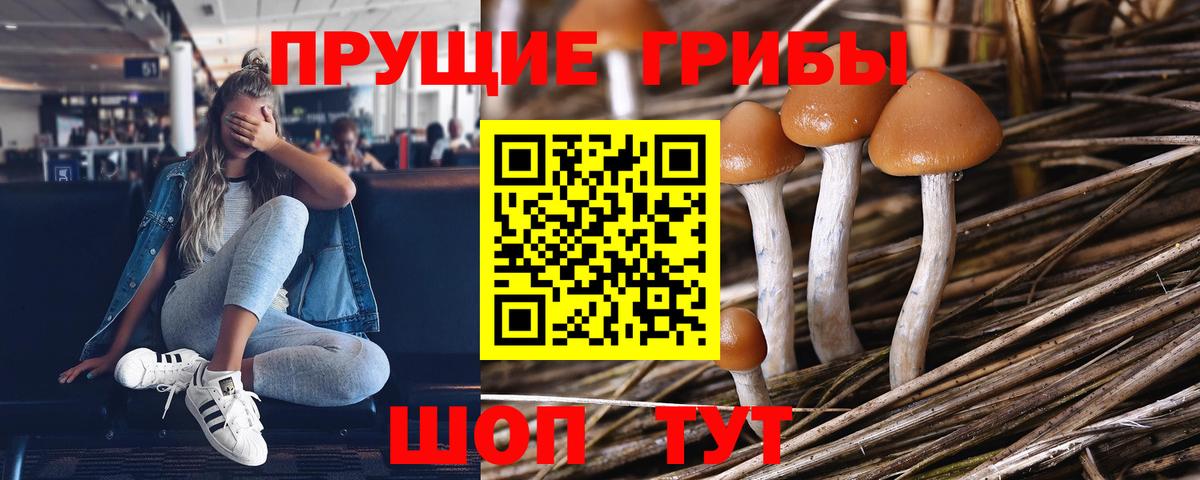 Галлюциногенные грибы Psilocybine cubensis Усинск